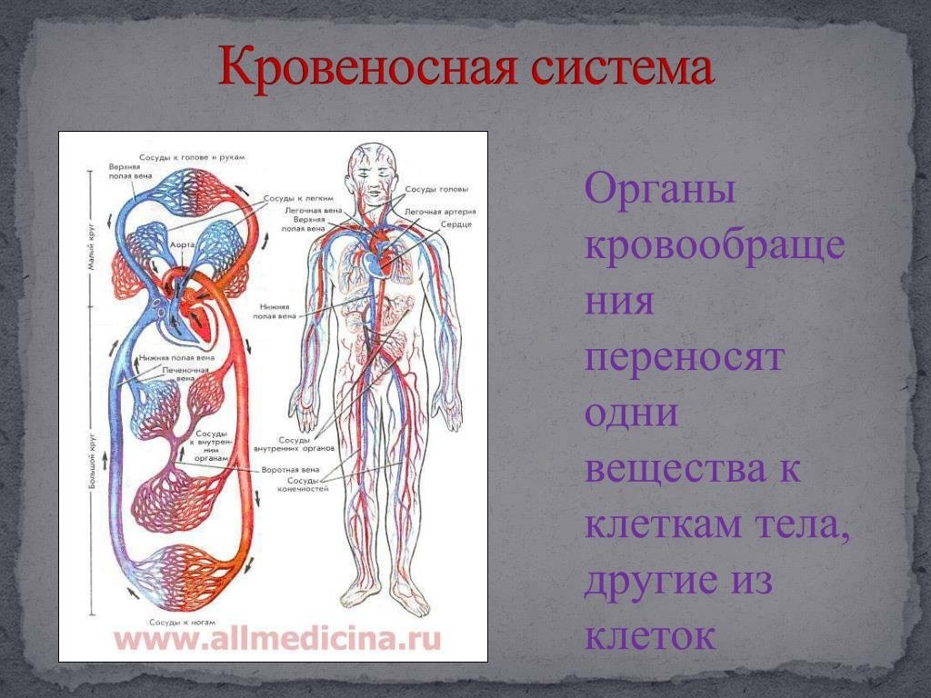 Основные органы кровообращения. Схема строения кровеносной системы. Кровеносная система человека схема анатомия. Кровеносносная система. Кровяностная системачеловека.