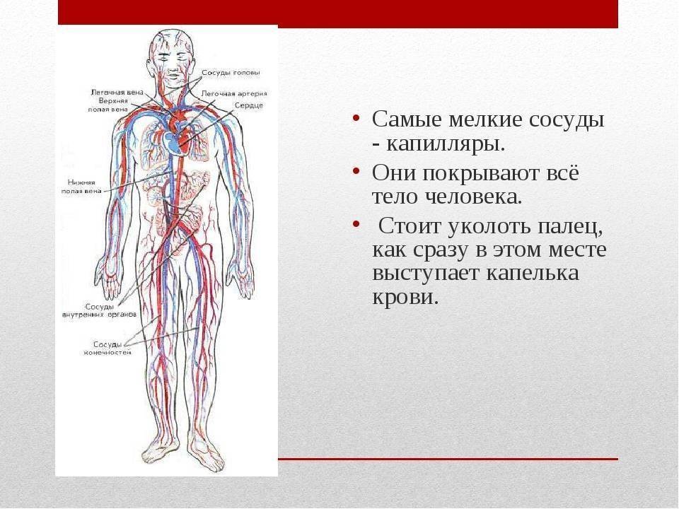 Кровеносная система сердце вены артерии капилляры. Кровеносная система. Сосуды кровеносной системы человека. Схема сосудов человека. Крупные сосуды человека.