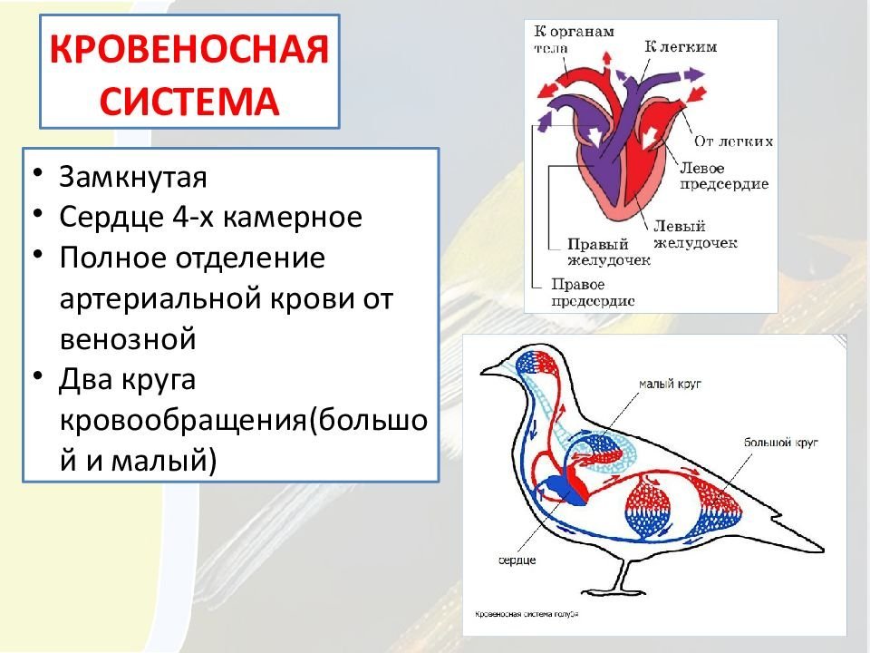 Простейшие кровообращения. Кровеносная система птиц схема. Кровеносная система птиц 7 класс. Кровеносная система птиц круги кровообращения. Кровеносная система птиц 7 класс биология.
