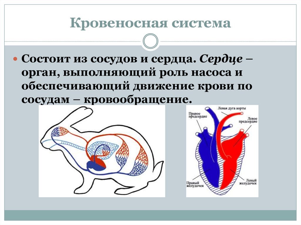 Животное имеет один круг кровообращения. Строение кровеносной системы животных. Кровеносная система животных схема. Схема органы кровеносной системы животных. Схема строение кровеносной системы у животных.