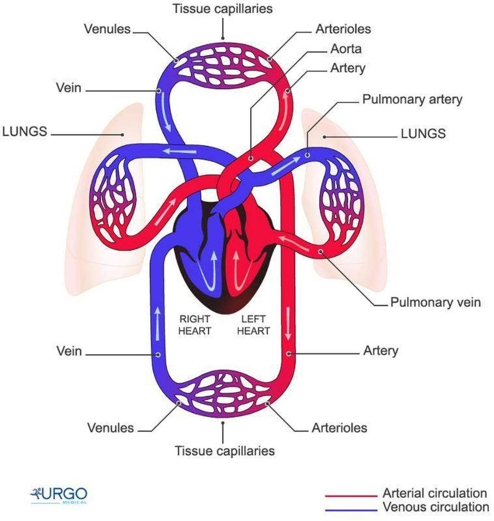 Cardiovascular system. Кровообращение человека анатомия. Кровеносная система анатомия. Круги кровообращения. Круги кровообращения человека анатомия схема.