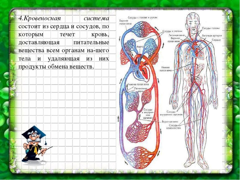 Основные органы кровообращения. Система кровообращения 3 класс. Схема кровеносной системы человека строение и функции. Схема строения кровеносной системы человека биология 8 класс. Органы кровообращения 3 класс.