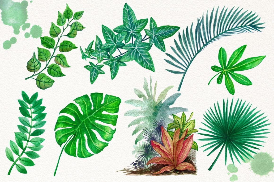Тропики 2. Тропические растения. Лис тропического растения. Листья тропики. Тропические листья иллюстрация.