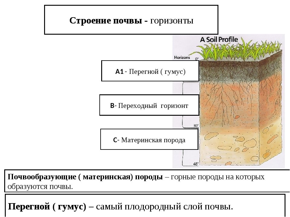 Почва является системой. Структура почвы почвенные горизонты. Строение почвы подвесные горезонты. Строение почвы гумус. Почвенные слои схема.