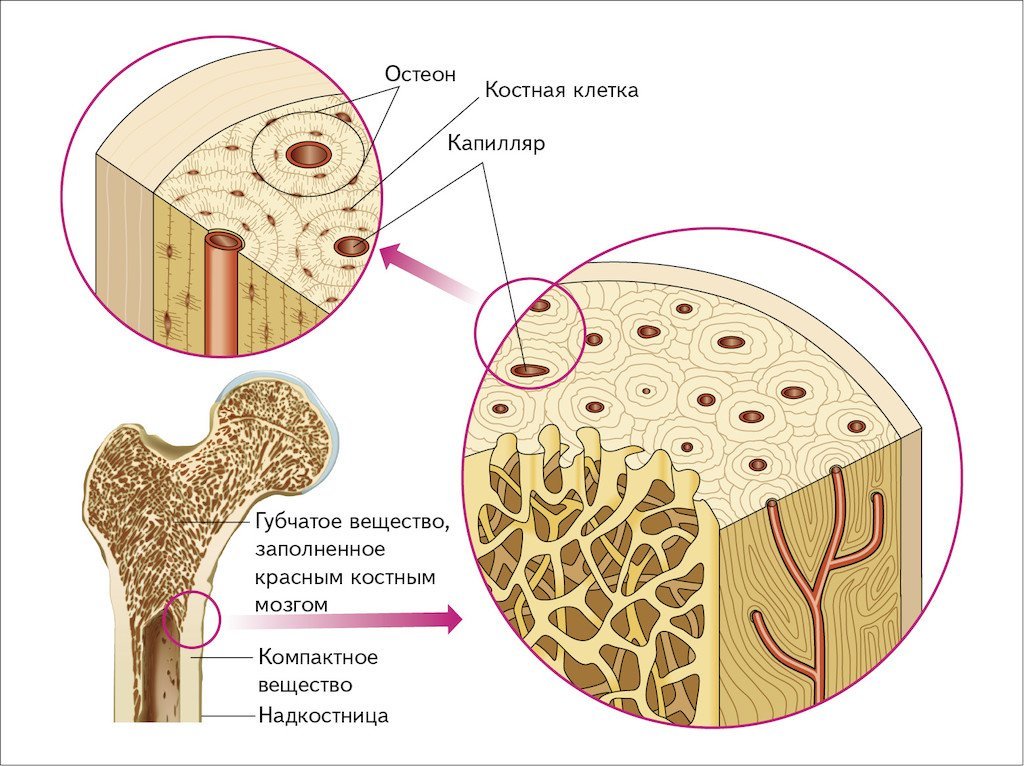Губчатое вещество кости функции. Строение кости Остеон ЕГЭ. Структура кости Остеон. Компактное вещество остеоны. Строение остеона костная ткань.