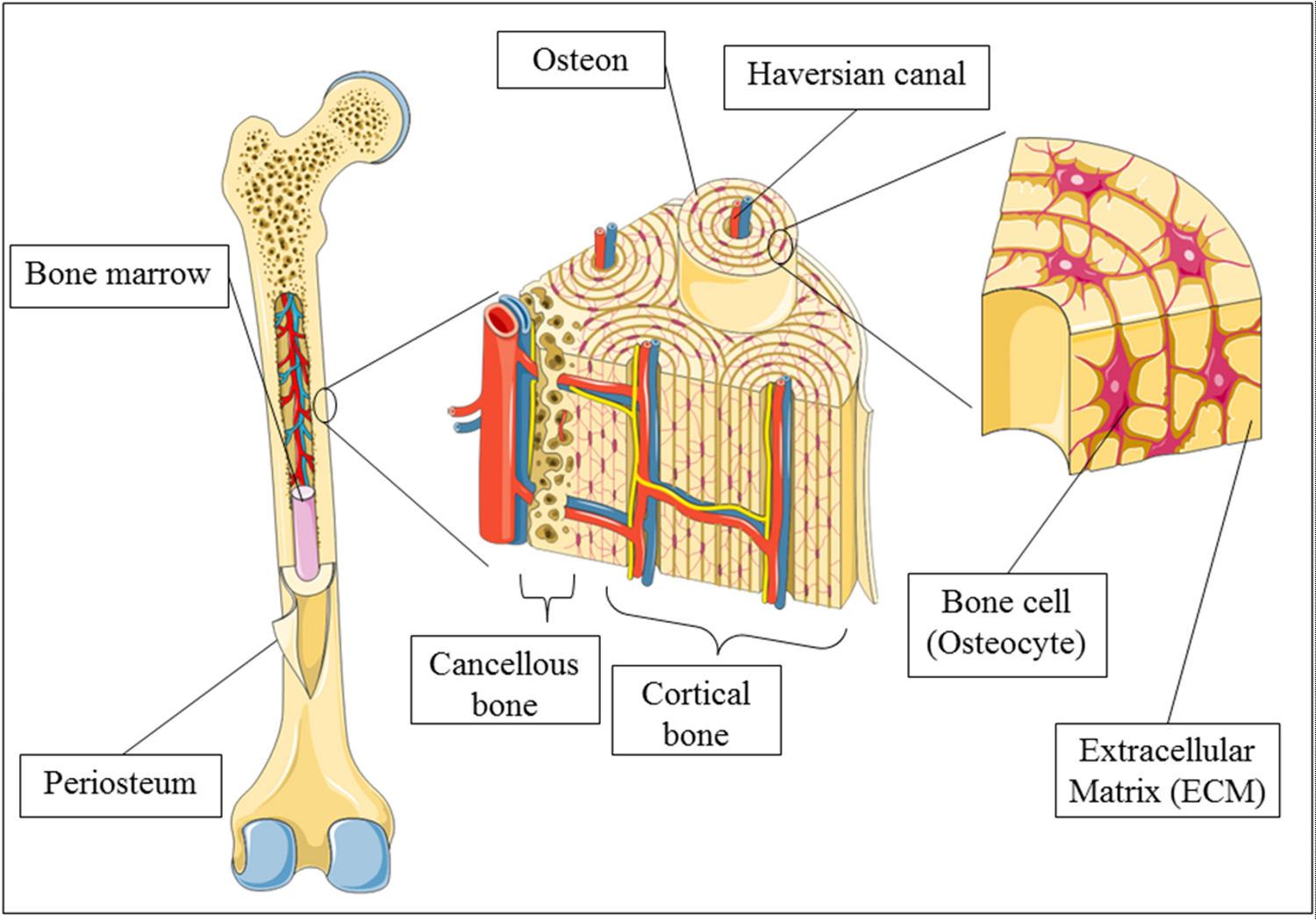Трубчатая костная ткань. Строение костной ткани рисунок. Структура трубчатой кости. Строение остеона костная ткань. Строение трубчатой кости рисунок Остеон.