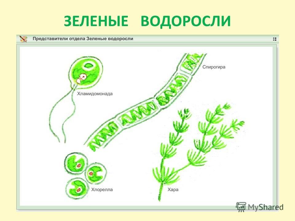 Обозначение водорослей. Chlorophyta отдел зелёные водоросли. Многоклеточные зеленые водоросли Ульва. Представители зеленых водорослей 5 класс биология. Двигательные структуры зеленых водорослей.