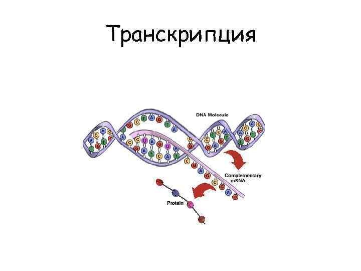 Создание транскрипции. Транскрипция ДНК схема процесса. Строение транскрипции ДНК. Схема процесса транскрипции. Транскрипция биология.