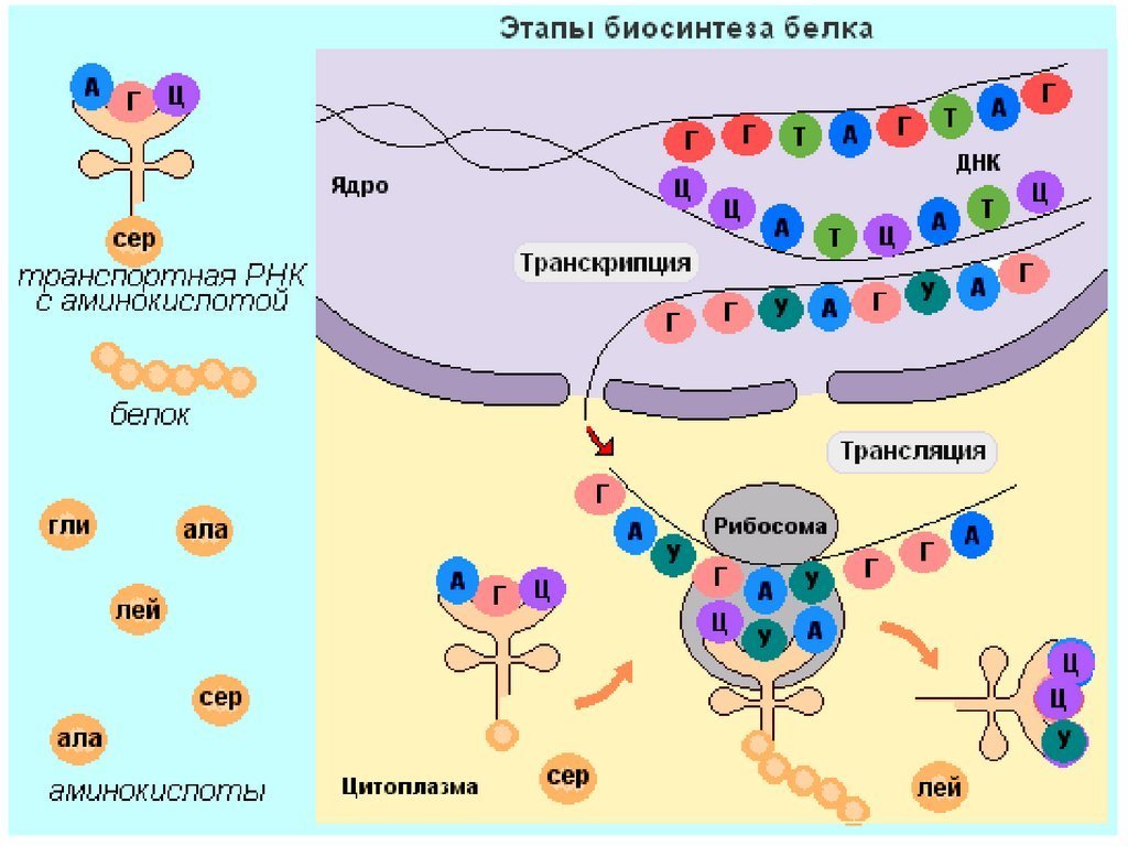 Транскрипция трансляция биосинтез. Этапы синтеза белка схема. Процесс транскрипции в синтезе белка. Синтез белка транскрипция и трансляция.