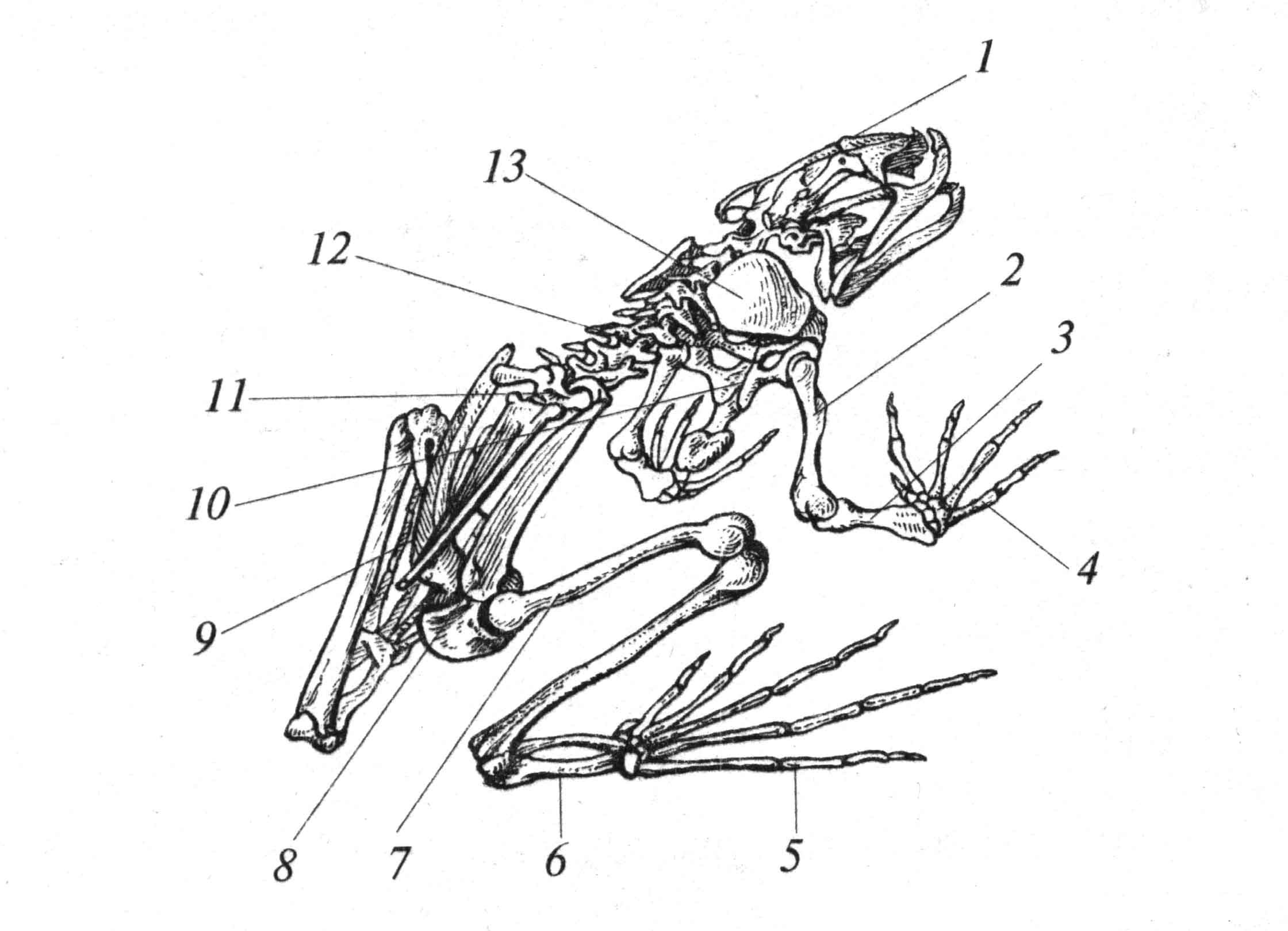 Кости передней конечности земноводных. Отделы скелета лягушки. Строение скелета лягушки биология. Класс земноводные скелет лягушки. Строение земноводных скелет лягушки.