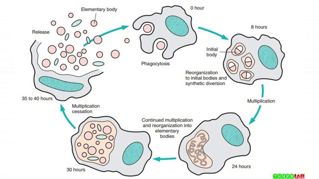 Элементарное тельце хламидий. Этапы цикла развития хламидий. Жизненный цикл хламидии микробиология. Жизненный цикл хламидий схема. Схематическое изображение клетки хламидий..