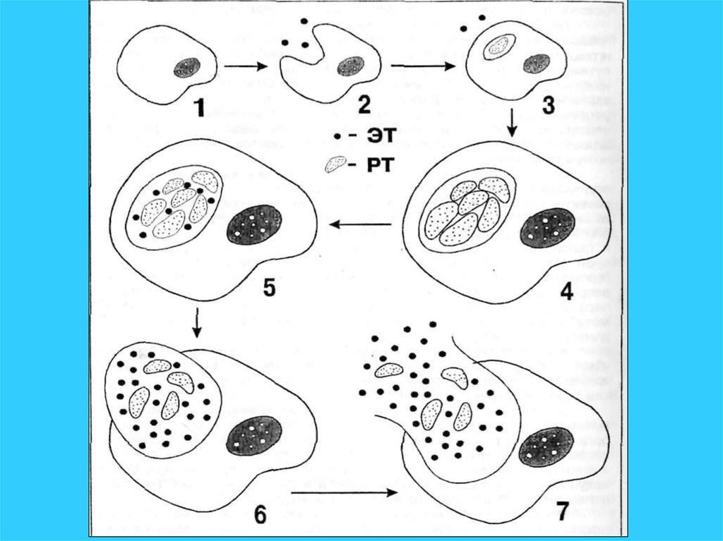 Развитие хламидий. Жизненный цикл хламидиоза. Хламидии схема строения. Строение хламидии рисунок. Трихомонада урогенитальная жизненный цикл.