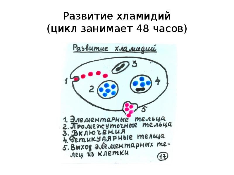 Элементарные тельца хламидий. Жизненный цикл хламидии микробиология. Хламидии схема строения. Строение хламидий. Хламидии строение.