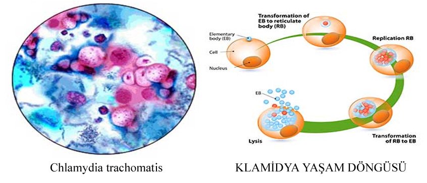 Anti chlamydia trachomatis