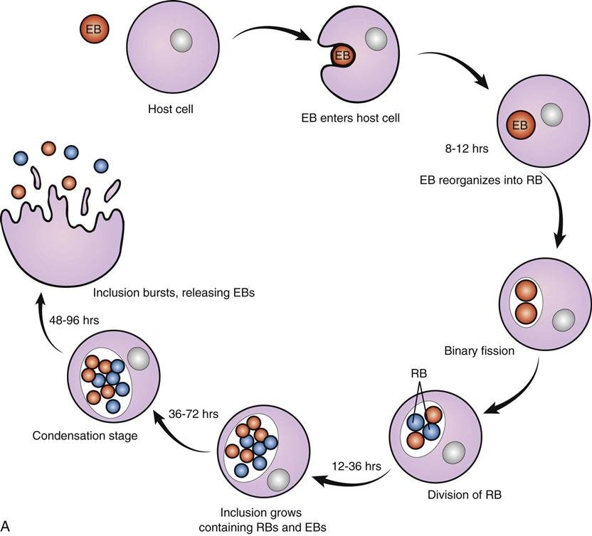 Развитие хламидий. Жизненный цикл хламидий схема. Цикл развития хламидии схема. Жизненный цикл развития хламидий. Жизненный цикл хламидий микробиология.