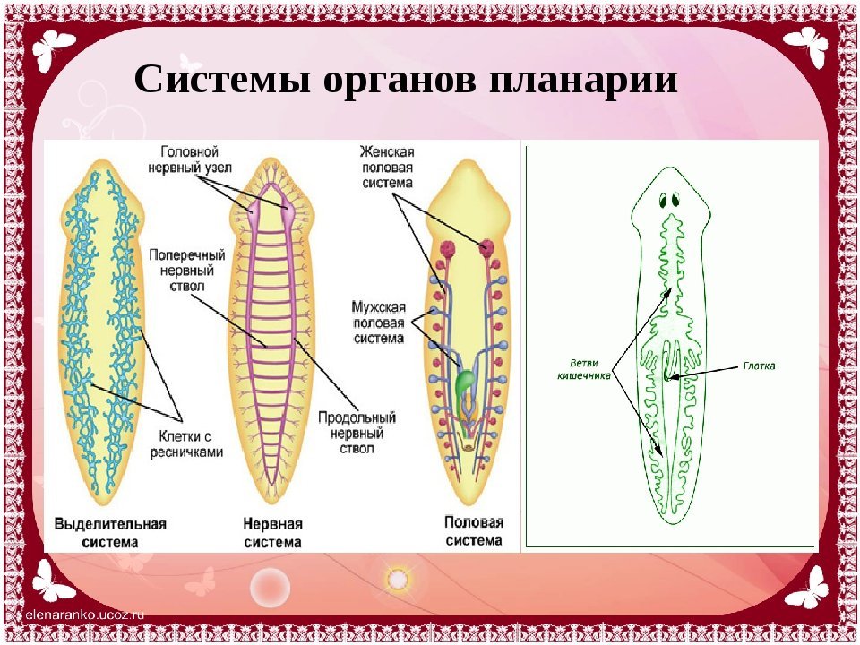 Внутреннее строение плоских. Системы органов плоских червей. Система органов белой планарии пищеварительная система. Пищеварительная система планврр белой. Пищеварительная система плоских червей схема.
