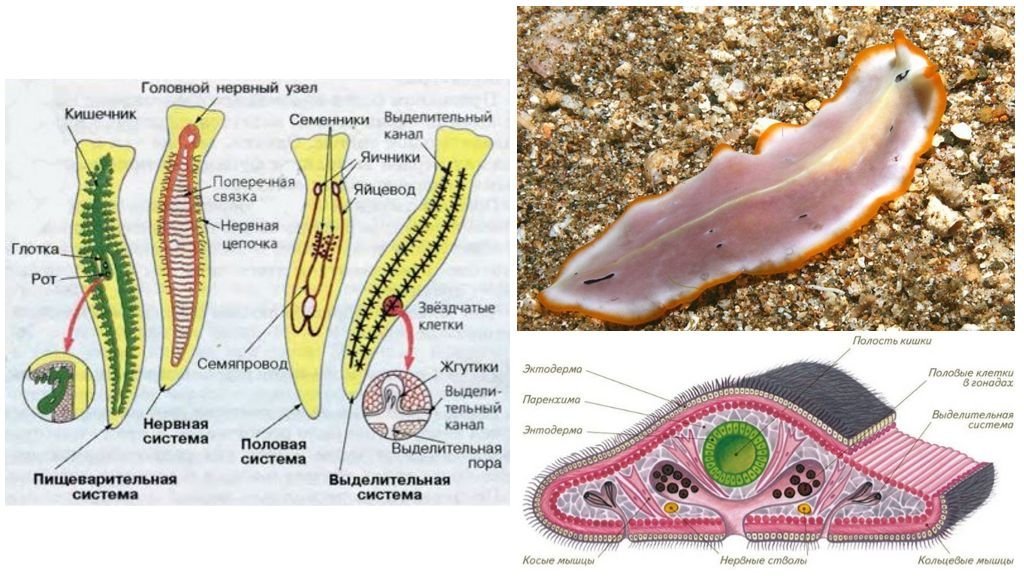 Плоские черви наличие полости. Тип плоские черви турбеллярии. Свободноживущие плоские черви строение. Ресничные черви пищеварительная система. Внутреннее строение плоских ресничных червей.