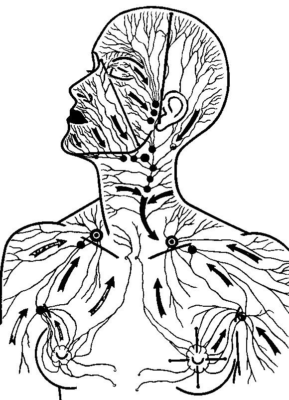 Лимфоузел после массажа. Лимфатическая система лица схема движения лимфы. Лимфатическая система головы и шеи человека схема движения лимфы. Лимфатическая система головы. Лимфатическая система лица схема массаж.