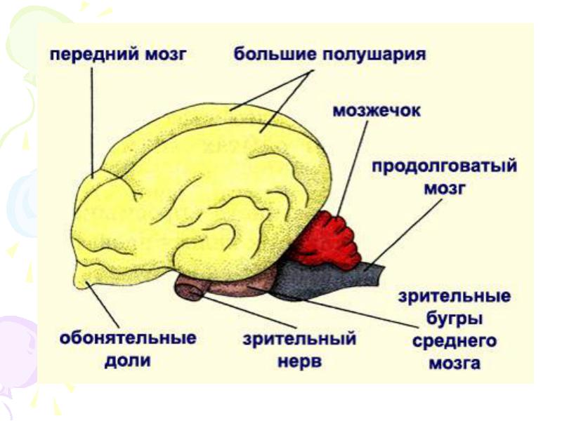 Нервная система и органы чувств млекопитающих. Строение головного мозга млекопитающих. Строение отделов головного мозга млекопитающих. Структуры головного мозга млекопитающих. Внутреннее строение мозга млекопитающих.