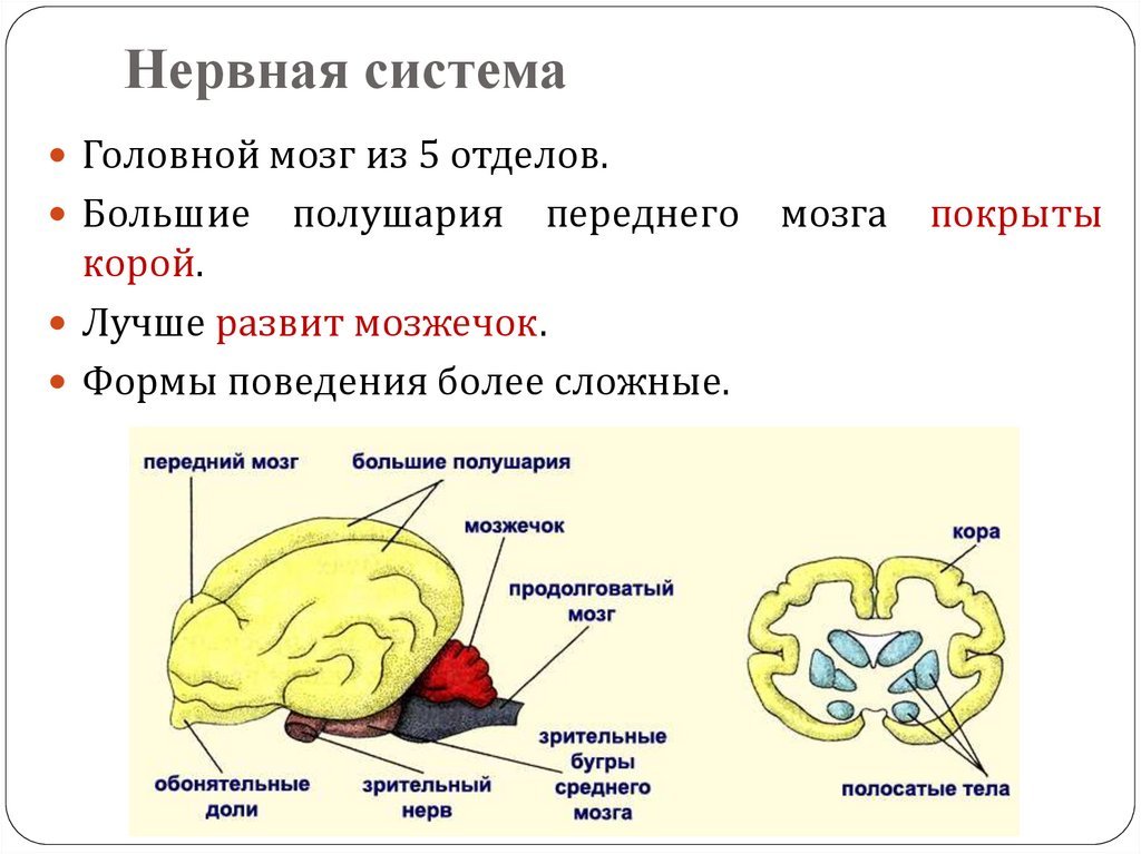 Как называется отдел головного мозга млекопитающих. Нервная система млекопитающих 7 класс. Строение головного мозга млекопитающих биология 7 класс. Нервная система млекопитающих головной мозг. Нервная система и головной мозг млекопитающего схема.