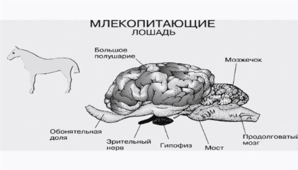 Какой отдел мозга млекопитающих имеет два полушария. Головной мозг лошади строение. Строение головного мозга млекопитающих. Отделы головного мозга лошади. Структуры мозга млекопитающих.
