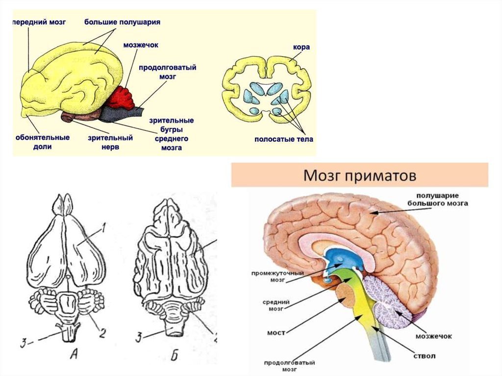 Особенности строения мозга млекопитающих. Строение головного мозга приматов. Строение мозга шимпанзе. Шимпанзе головной мозг анатомия. Отделы головного мозга млекопитающих рисунок.