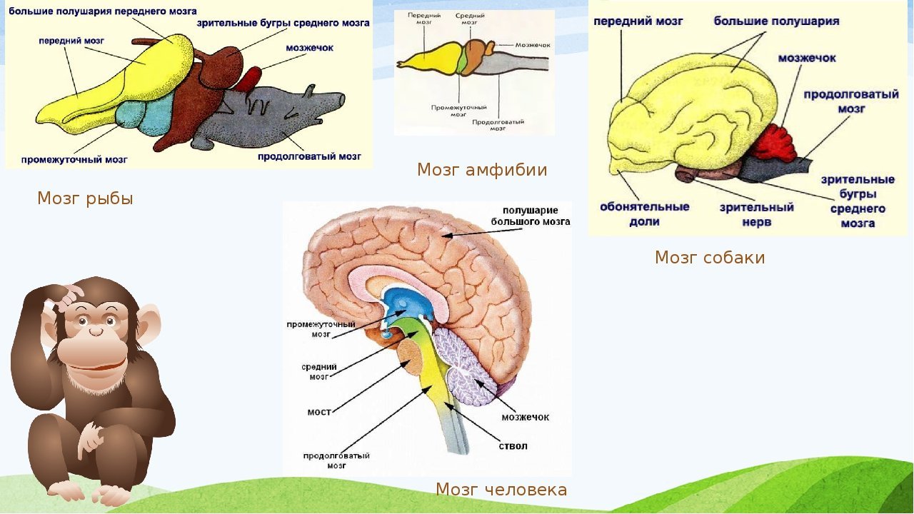 Нервная система и органы чувств млекопитающих. Схема строения головного мозга животных. Строение отделов головного мозга млекопитающих. Схема строения головного мозга млекопитающих. Отделы головного мозга млекопитающих схема.