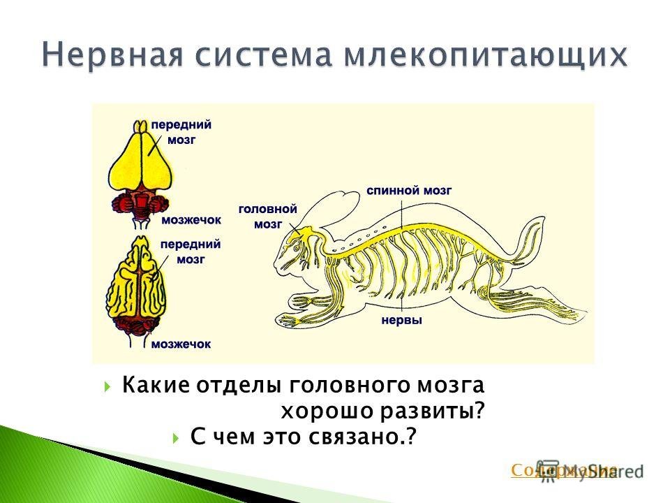 Передний мозг млекопитающих покрыт. Нервная система млекопитающих 7 класс биология. Нервная система млекопитающих схема. Нервная система и головной мозг млекопитающего схема. Нервная система млекопитающих схема биология 7 класс.