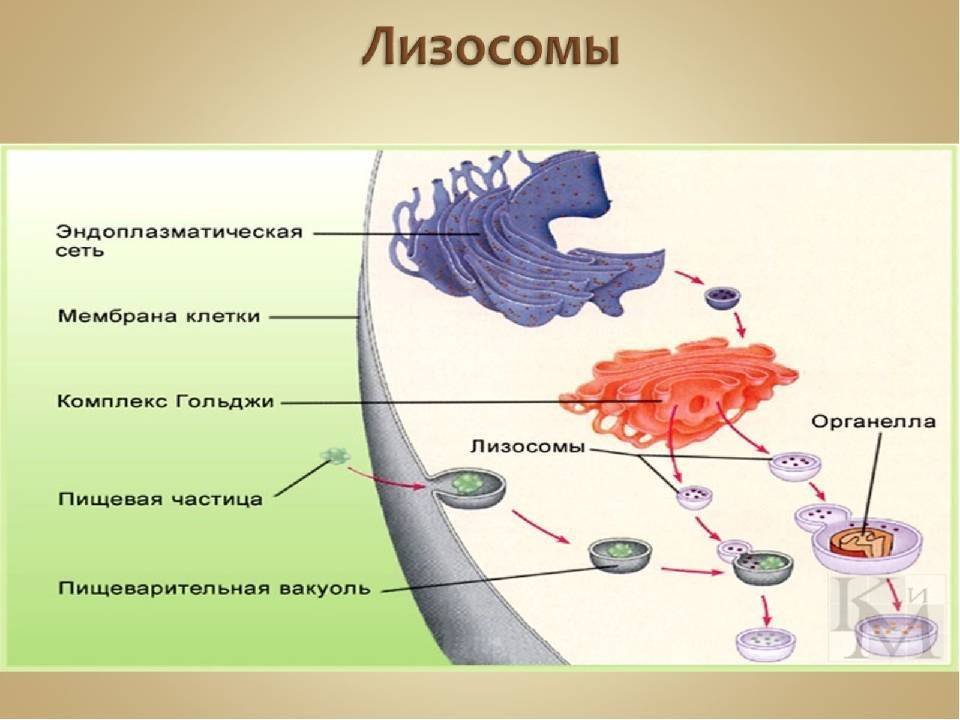 Лизосома мембранный органоид