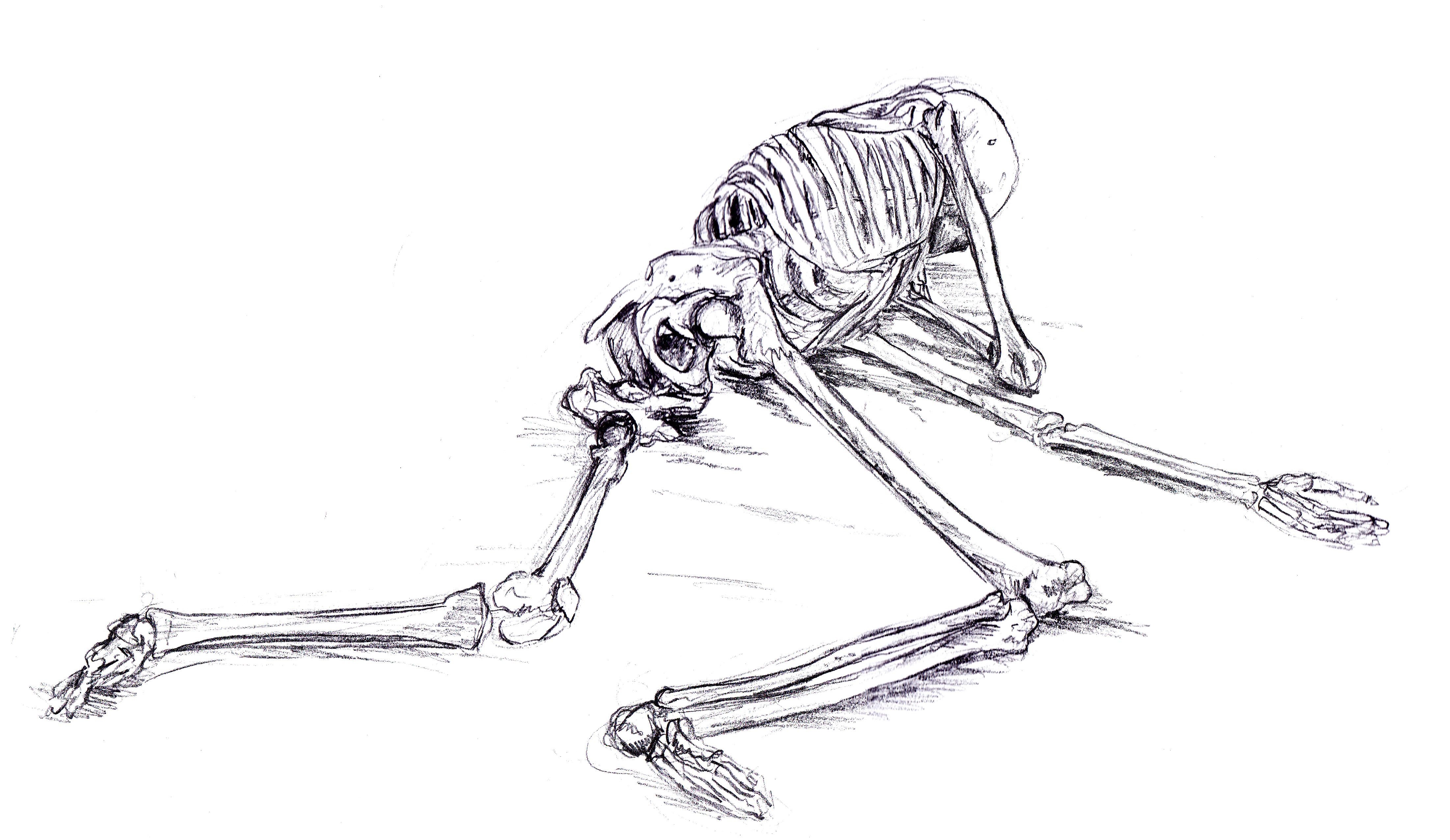 Bone art. Скелет лежит. Скелет скетч. Лежачий скелет. Скелет для рисования.