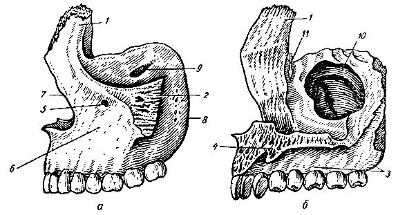 Клыковую ямку. Верхнечелюстной бугор верхняя челюсть. Левая верхняя челюсть анатомия. Небный отросток верхнечелюстной кости. Кости верхней челюсти анатомия.