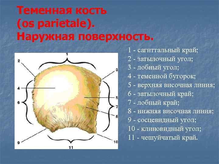 4 теменная кость. Теменная кость анатомия строение. Строение теменной кости черепа. Теменная кость черепа анатомия человека. Теменная кость анатомия рисунок.