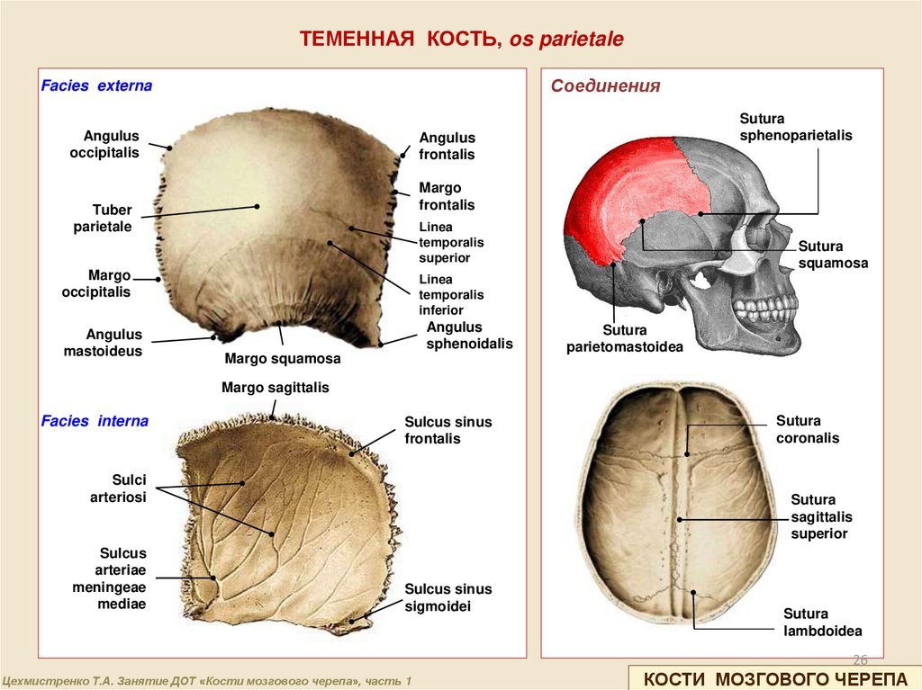 Теменная кость отдел. Теменная кость (os parietale). Теменная кость отдел черепа. Теменная кость строение. Теменная кость черепа анатомия.