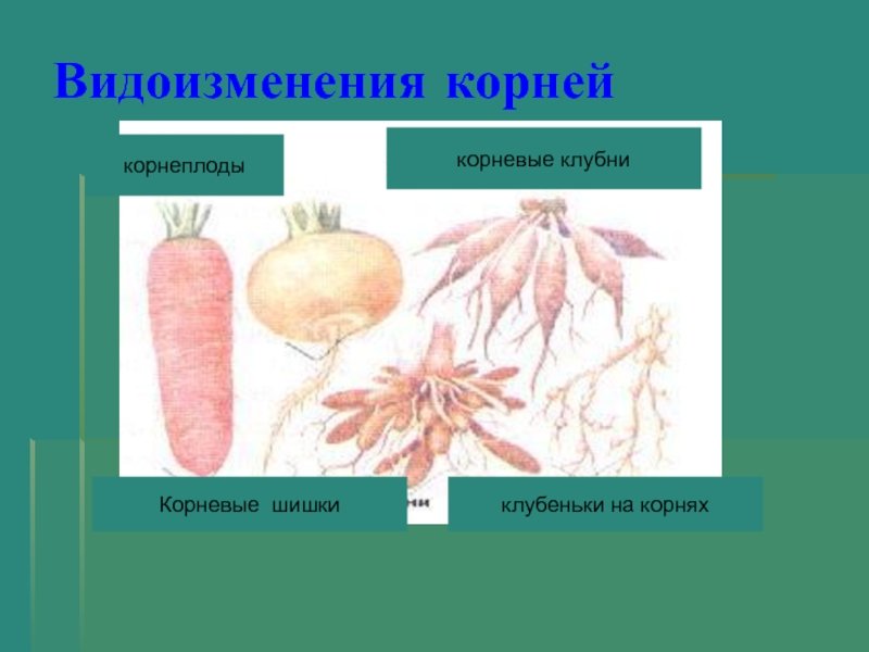 Видоизмененный корень ответ. Таблица по биологии корнеплоды, корневые клубни. Корнеплоды биология 6 класс. Видоизмененные корни корнеплоды.