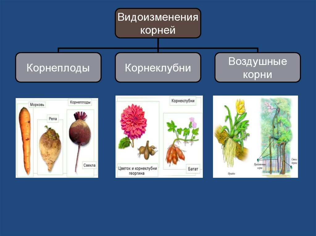 Растения имеющие видоизмененные корни. Корневые клубни метаморфоз. Корнеклубни клубни различие. Растения с корневыми клубнями на корнях. Корнеплод корневые клубни таблица.
