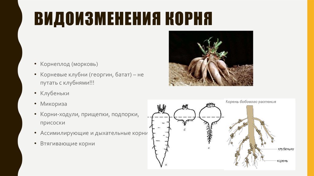 Растения имеющие видоизмененные корни. Корнеплоды корневые клубни клубеньки. Видоизменения корня корнеплод клубни.