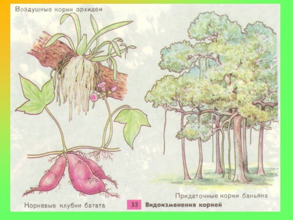 Растения имеющие видоизмененные корни. Видоизменения корня.