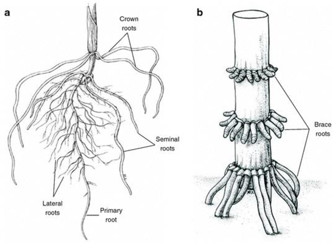 Корневой root. Корневая система каштана. Метасеквойя корневая система. Корневая система каштана конского схема. Рисунок корня растения.