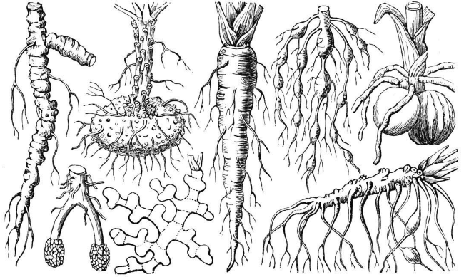Корни дол. Корни разных растений. Корневая система различных растений. Разные корневые системы. Корень и корневая система.