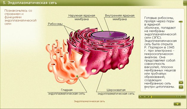 Канал эндоплазматической сети. Строение эндоплазматической мембраны. Эндоплазматический ретикулум строение. Эндоплазматическая сеть органоид строение =рисунок.