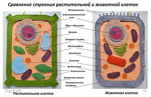 Модель клетки растения, биология 5 класс | 5 класс, Растения, Школа