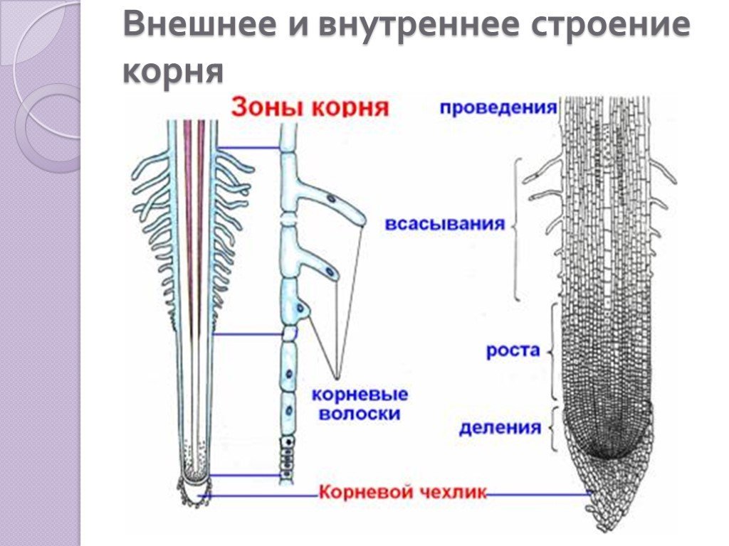 Какие зоны корня обозначены на рис. Клетка корневого волоска. Строение корня в зоне всасывания. Корневые волоски и их функции. Корневые волоски строение и функции.