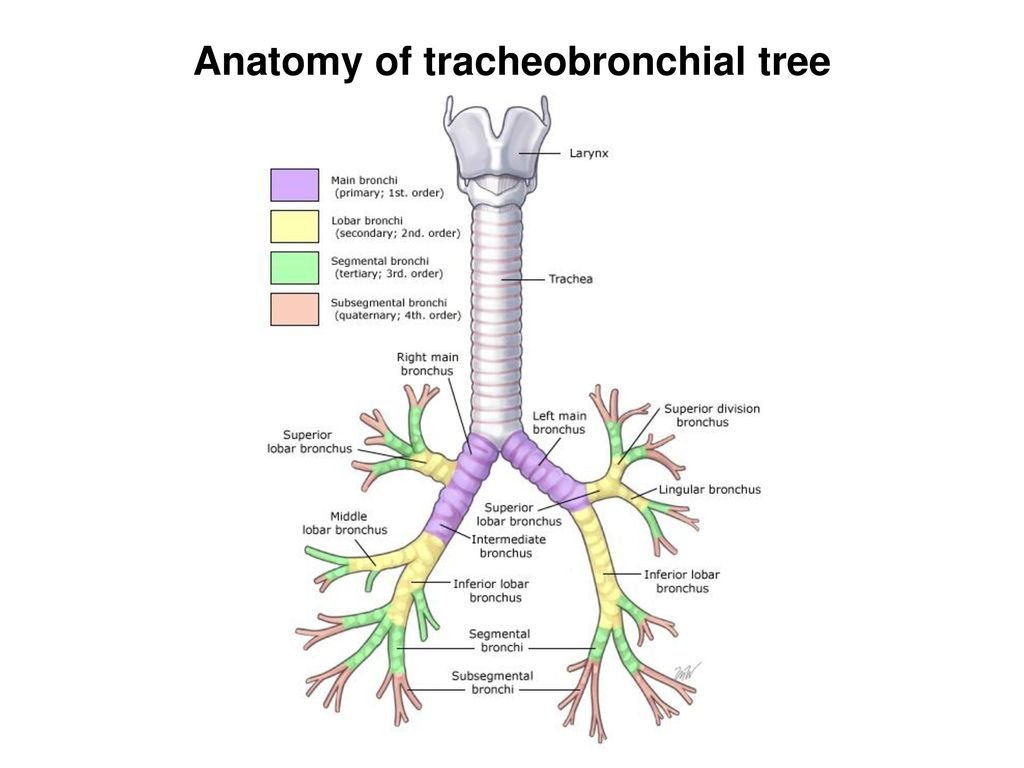 Бронхи на латыни. Трахея и бронхиальное дерево анатомия. Трахея бронхи бронхиальное дерево. Схема деления трахеобронхиального дерева. Схема строения бронхиального дерева.