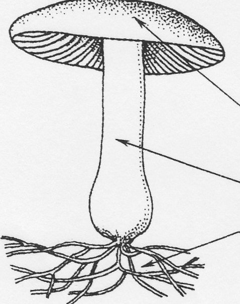 Рисунок гриба 5 класс. Шляпочный гриб с грибницей. Биология 5 класс Шляпочные грибы мицелий. Строение шляпочного гриба мицелий. Мицелий гриба подберезовика биология.