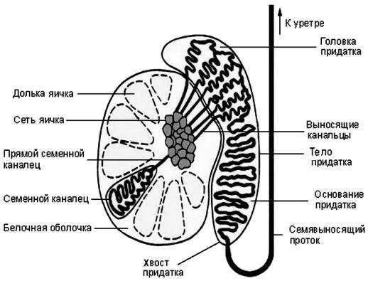 Мужские яички органы. Строение яичка и придатка яичка. Придаток яичка анатомия строение. Схема строения семенника и придатка семенника. Анатомия яичка и придатка яичка у мужчин.