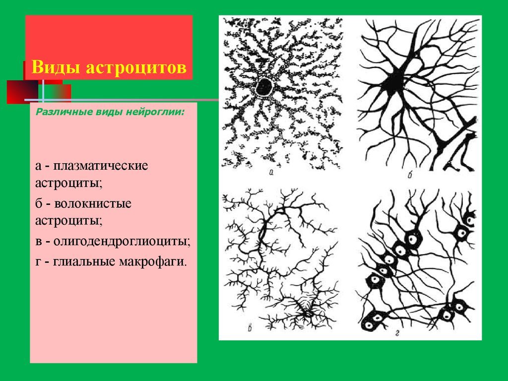 Функции астроцитов. Протоплазменные астроциты. Схема клеток нейроглии. Астроциты структура. Протоплазматические и волокнистые астроциты.