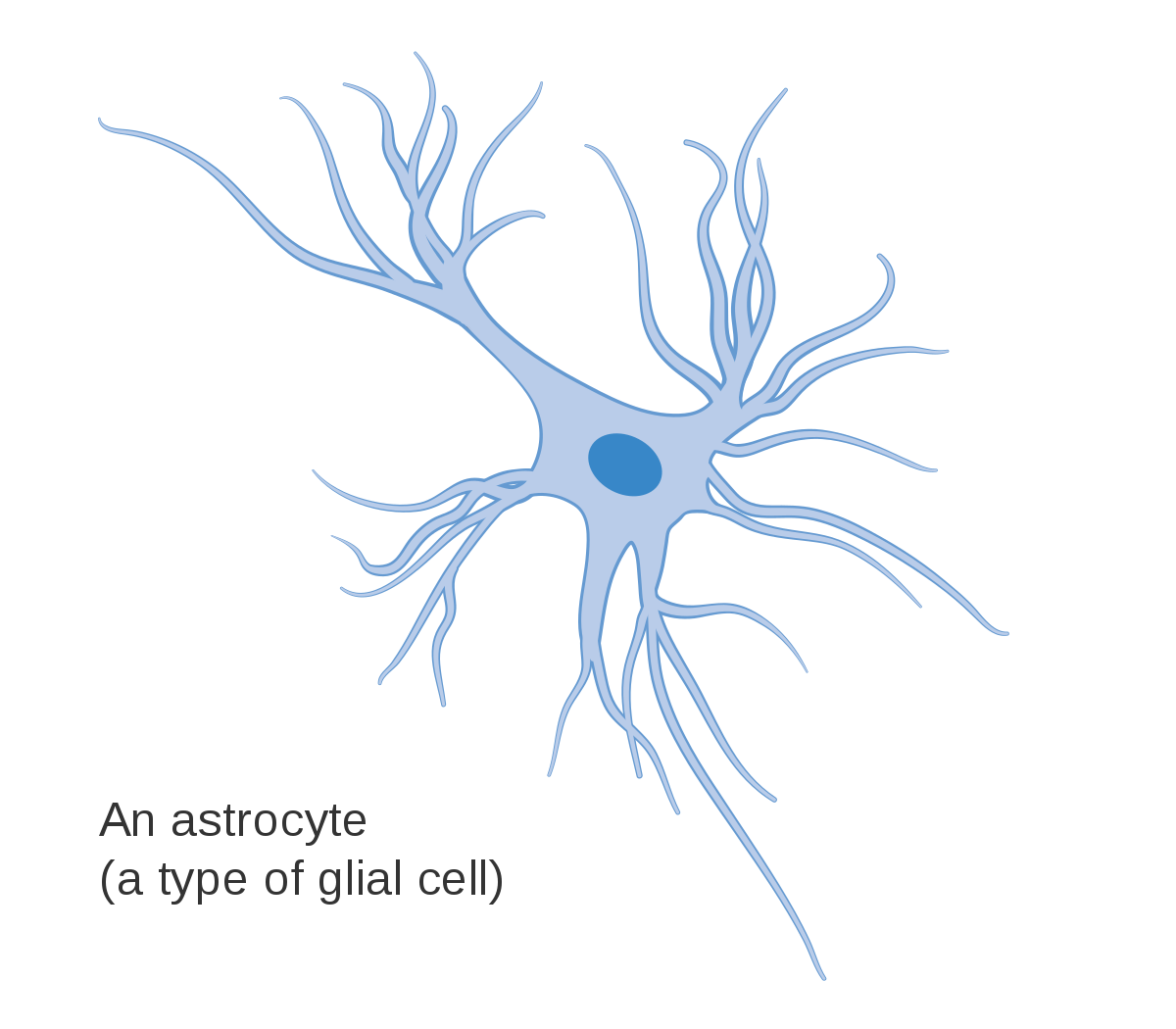 Астроциты мозга. Астроциты глия. Астроциты клетки. Клетки головного мозга астроциты. Астроциты рисунок.