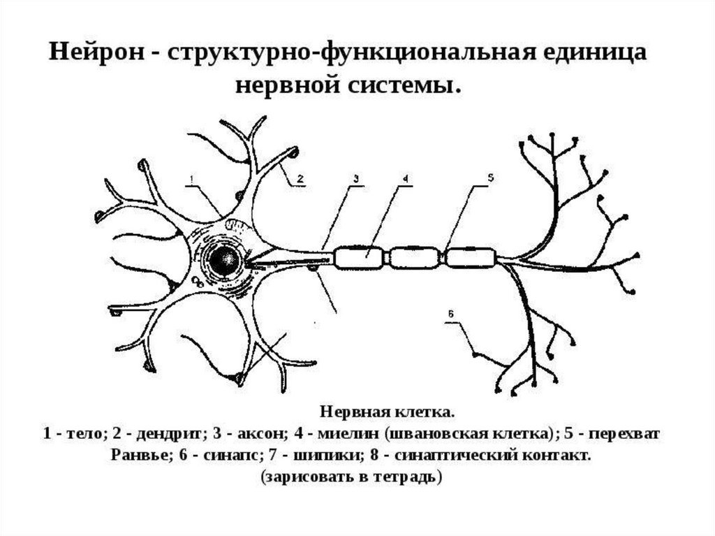 Основная клетка нервной системы. Нейроны ЦНС классификации функциональная структура нейрона. Структурно-функциональной единицы нервной системы (нейрона). Нейрон основная структурная единица нервной системы. Схема строения нейрона.