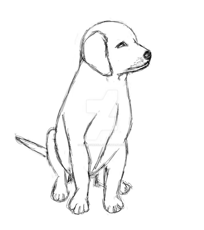 Нарисовать собаку карандашом легко и красиво. Золотистый ретривер щенки раскраска. Нарисовать собаку породы лабрадор. Собака рисунок карандашом. Лабрадор для срисовки.