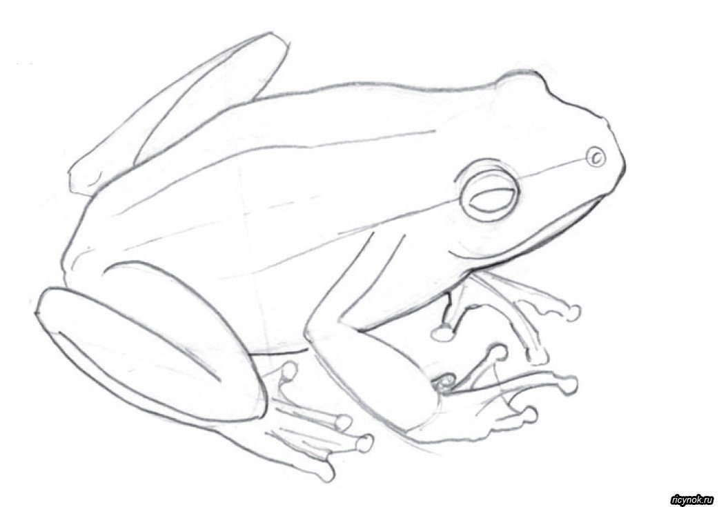 Легкие лягушки. Лягушка карандашом. Лягушка рисунок карандашом. Нарисовать лягушку карандашом. Рисунок лягушки карандашом для срисовки.